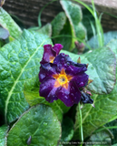 Perennials ~ Primula polyanthus 'Violet Victorians', Primrose ~ Dancing Oaks Nursery and Gardens ~ Retail Nursery ~ Mail Order Nursery