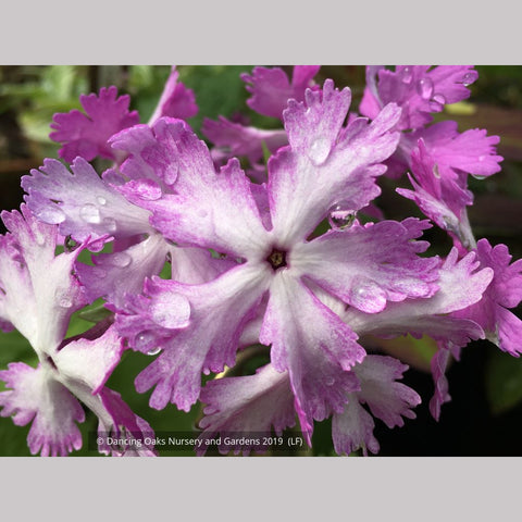 Perennials ~ Primula sieboldii 'Hoshi', Japanese Primrose ~ Dancing Oaks Nursery and Gardens ~ Retail Nursery ~ Mail Order Nursery