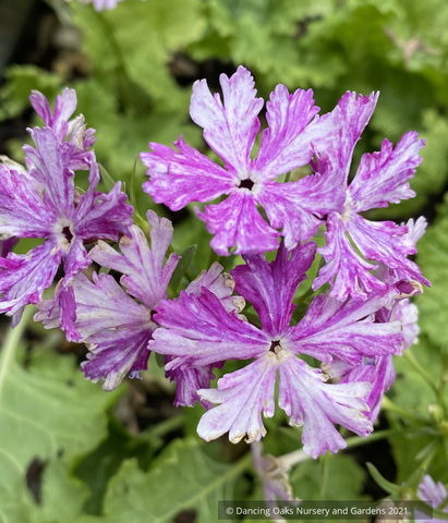 Primula sieboldii 'Momiji Bashi', Japanese Primrose