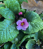 Perennials ~ Primula 'Wanda with Pink Eye', Primrose ~ Dancing Oaks Nursery and Gardens ~ Retail Nursery ~ Mail Order Nursery