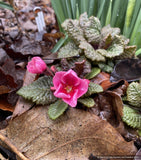 Perennials ~ Primula 'Wanda with Pink Eye', Primrose ~ Dancing Oaks Nursery and Gardens ~ Retail Nursery ~ Mail Order Nursery