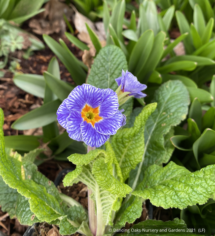 Perennials ~ Primula polyanthus 'Striped Victorians' ~ Dancing Oaks Nursery and Gardens ~ Retail Nursery ~ Mail Order Nursery