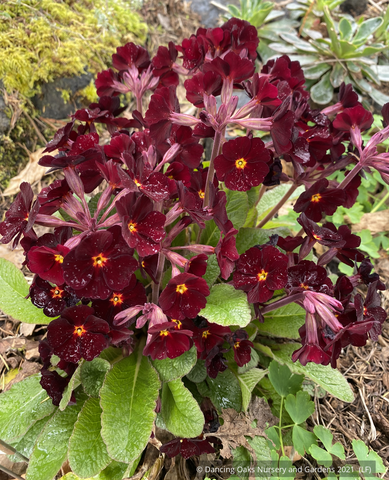 Perennials ~ Primula polyantha 'Fireflies', Polyantha Primrose ~ Dancing Oaks Nursery and Gardens ~ Retail Nursery ~ Mail Order Nursery