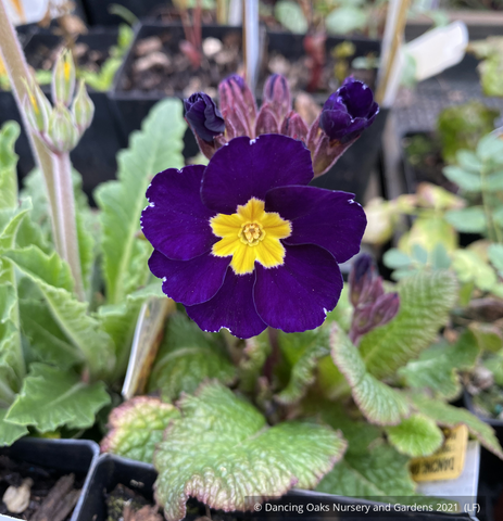 Perennials ~ Primula polyanthus 'Midnight', Primrose~ Dancing Oaks Nursery and Gardens ~ Retail Nursery ~ Mail Order Nursery