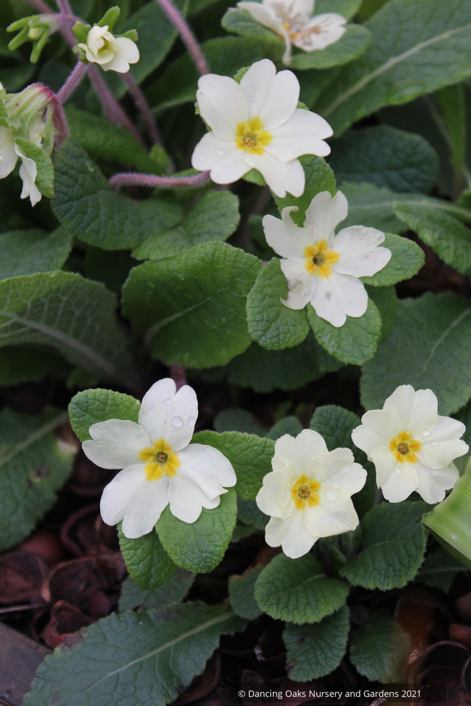Primula Jack-in-the-Green Group