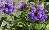 Perennials ~ Prunella grandiflora 'Freelander Mix', Self Heal ~ Dancing Oaks Nursery and Gardens ~ Retail Nursery ~ Mail Order Nursery