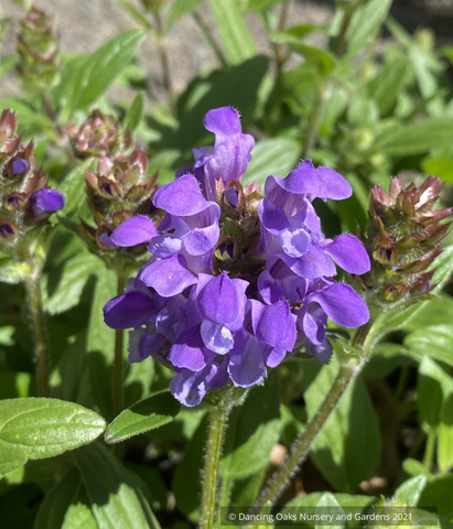 Perennials ~ Prunella grandiflora 'Freelander Mix', Self Heal ~ Dancing Oaks Nursery and Gardens ~ Retail Nursery ~ Mail Order Nursery