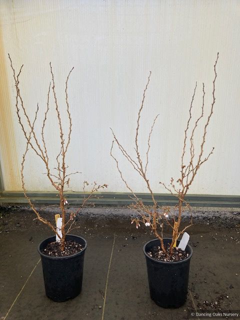 Prunus incisa 'Kojo-no-mai', Dwarf Cherry or Fuji Cherry, No shipping to CA, CO