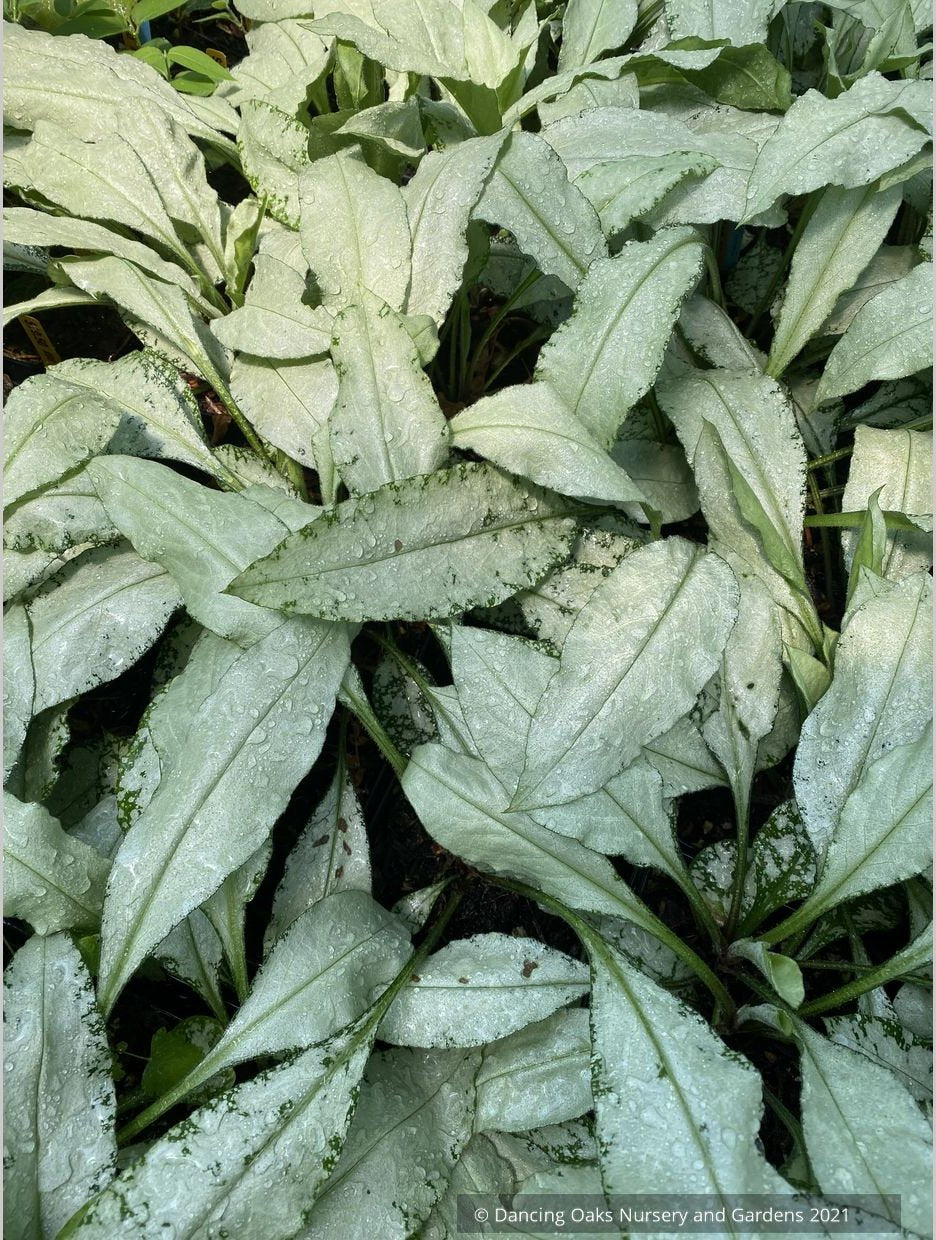 Pulmonaria longifolia 'Diana Clare', Lungwort