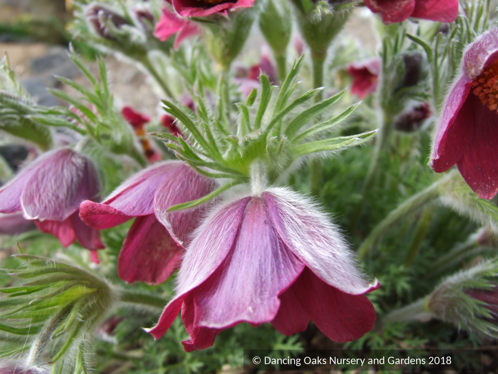 Pulsatilla vulgaris 'Rubra', Pasque Flower – Dancing Oaks Nursery and  Gardens