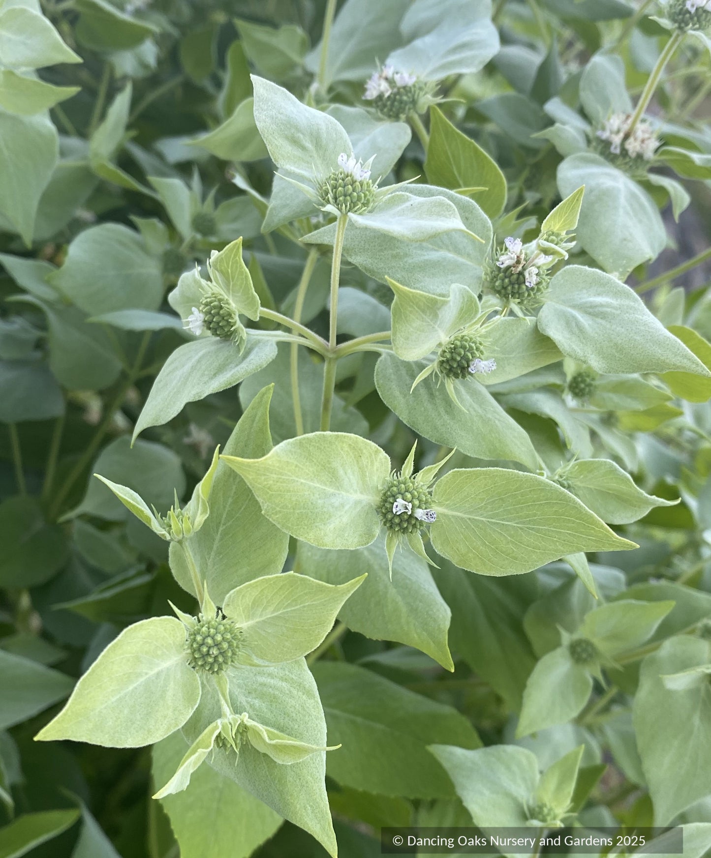 Perennials ~ Pycnanthemum muticum, mountain mint ~ Dancing Oaks Nursery and Gardens ~ Retail Nursery ~ Mail Order Nursery