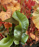 Ferns ~ Pyrrosia lingua 'Eboshi', Asian Tongue Fern ~ Dancing Oaks Nursery and Gardens ~ Retail Nursery ~ Mail Order Nursery