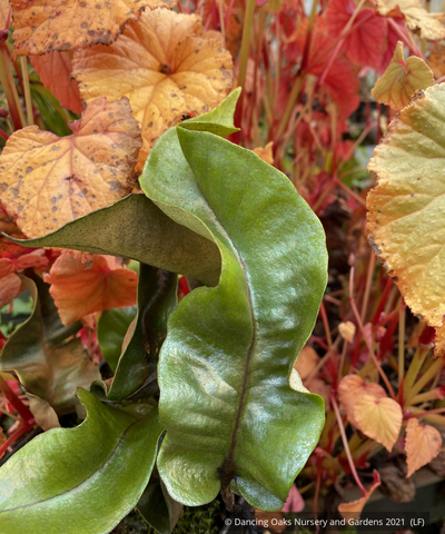 Ferns ~ Pyrrosia lingua 'Eboshi', Asian Tongue Fern ~ Dancing Oaks Nursery and Gardens ~ Retail Nursery ~ Mail Order Nursery