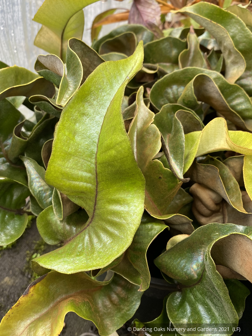 Ferns ~ Pyrrosia lingua 'Eboshi', Asian Tongue Fern ~ Dancing Oaks Nursery and Gardens ~ Retail Nursery ~ Mail Order Nursery