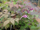 Perennials ~ Epimedium grandiflorum 'Queen Esta', Barrenwort ~ Dancing Oaks Nursery and Gardens ~ Retail Nursery ~ Mail Order Nursery