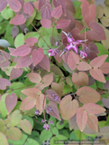 Perennials ~ Epimedium grandiflorum 'Queen Esta', Barrenwort ~ Dancing Oaks Nursery and Gardens ~ Retail Nursery ~ Mail Order Nursery