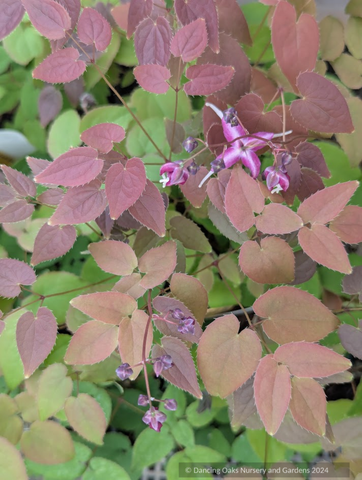 Perennials ~ Epimedium grandiflorum 'Queen Esta', Barrenwort ~ Dancing Oaks Nursery and Gardens ~ Retail Nursery ~ Mail Order Nursery