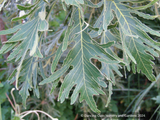 Trees ~ Quercus dentata 'Pinnatifida', Cutleaf Emperor Oak ~ Dancing Oaks Nursery and Gardens ~ Retail Nursery ~ Mail Order Nursery