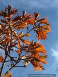 Trees ~ Quercus dentata 'Pinnatifida', Cutleaf Emperor Oak ~ Dancing Oaks Nursery and Gardens ~ Retail Nursery ~ Mail Order Nursery