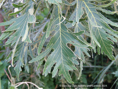 Trees ~ Quercus dentata 'Pinnatifida', Cutleaf Emperor Oak ~ Dancing Oaks Nursery and Gardens ~ Retail Nursery ~ Mail Order Nursery