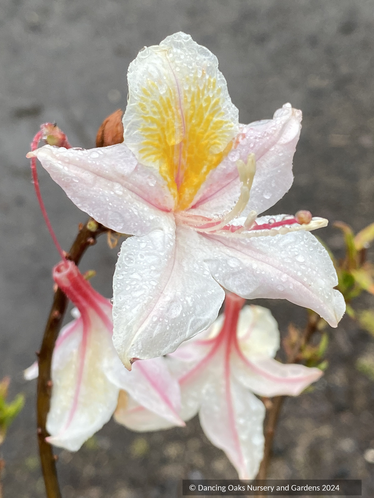 Rhododendron occidentale, Native Azalea – Dancing Oaks Nursery and