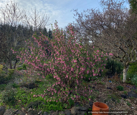 Shrubs ~ Ribes sanguineum var. glutinosum 'Claremont' ~ Dancing Oaks Nursery and Gardens ~ Retail Nursery ~ Mail Order Nursery
