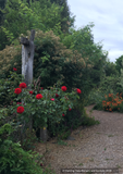 Vines ~ Rosa 'Dublin Bay', Climbing Rose ~ Dancing Oaks Nursery and Gardens ~ Retail Nursery ~ Mail Order Nursery