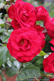 Vines ~ Rosa 'Dublin Bay', Climbing Rose ~ Dancing Oaks Nursery and Gardens ~ Retail Nursery ~ Mail Order Nursery
