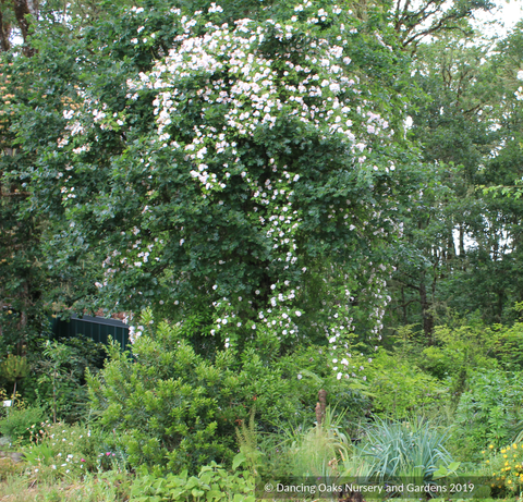Vines ~ Rosa 'Janet B. Wood', Climbing Rose or Rambling Rose ~ Dancing Oaks Nursery and Gardens ~ Retail Nursery ~ Mail Order Nursery