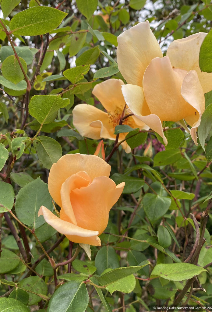 Rosa 'Mrs. Oakley Fisher', Hybrid Tea Rose – Dancing Oaks Nursery