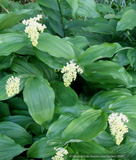 Maianthemum racemosa (syn. Smilacina racemosa), False Solomon's Seal