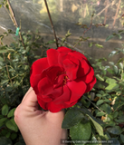 Vines ~ Rosa 'Dublin Bay', Climbing Rose ~ Dancing Oaks Nursery and Gardens ~ Retail Nursery ~ Mail Order Nursery