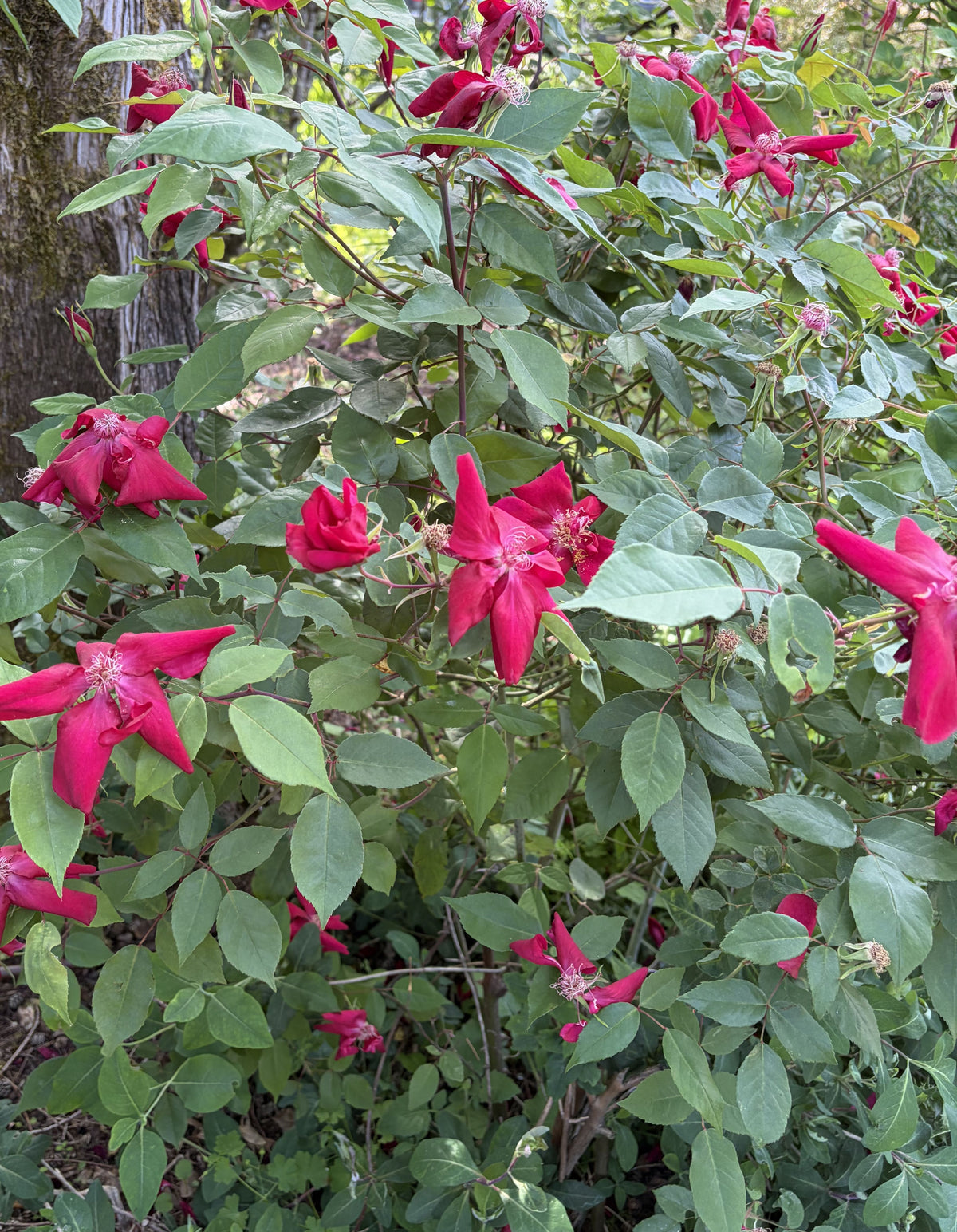 Shrubs ~ Rosa chinensis 'Bengal Fire', Shrub Rose ~ Dancing Oaks Nursery and Gardens ~ Retail Nursery ~ Mail Order Nursery