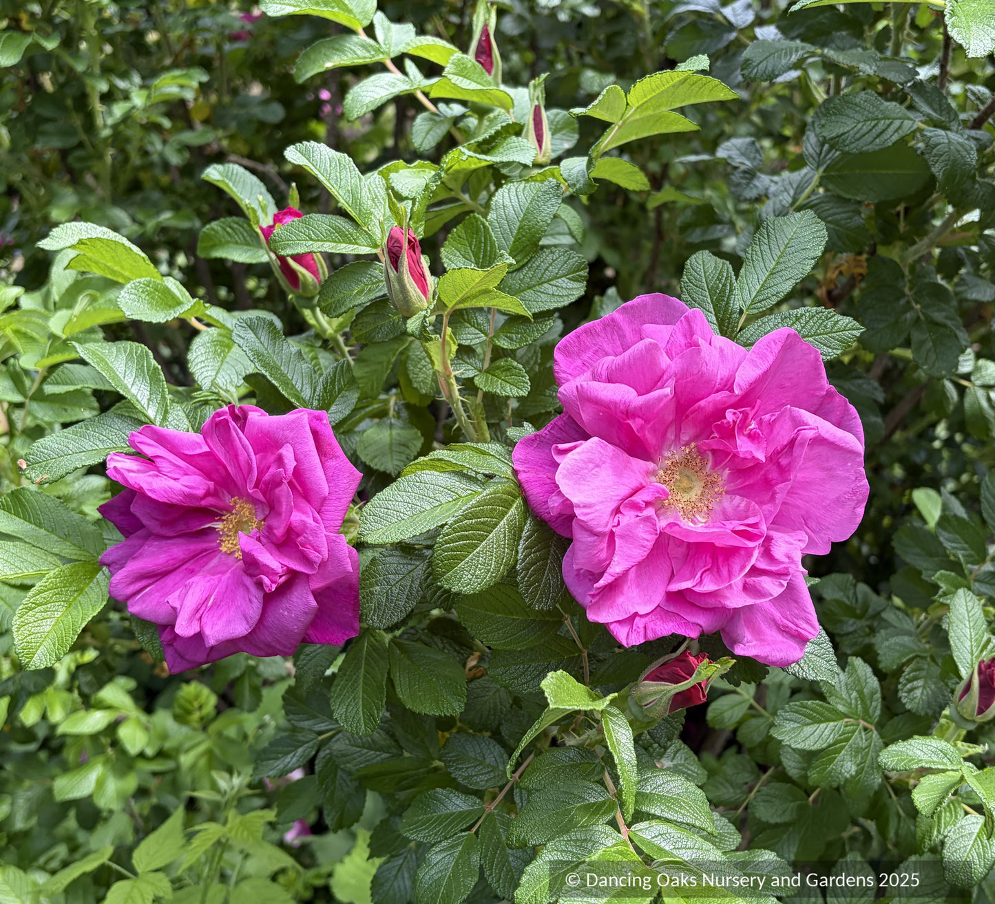 Shrubs ~ Rosa rugosa 'Moje Hammarberg', Shrub Rose ~ Dancing Oaks Nursery and Gardens ~ Retail Nursery ~ Mail Order Nursery