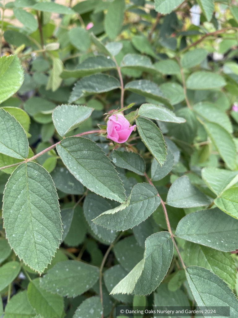 Rosa Villosa Artificiale Gerda, Con Frutti, Arancione