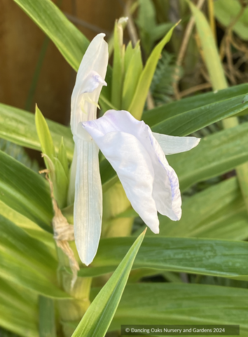 Perennials ~ Roscoea purpurea f. alba 'Great White' ~ Dancing Oaks Nursery and Gardens ~ Retail Nursery ~ Mail Order Nursery