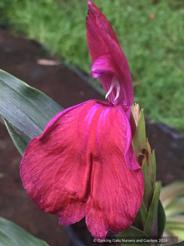 Roscoea 'Family Jewels' hybrids