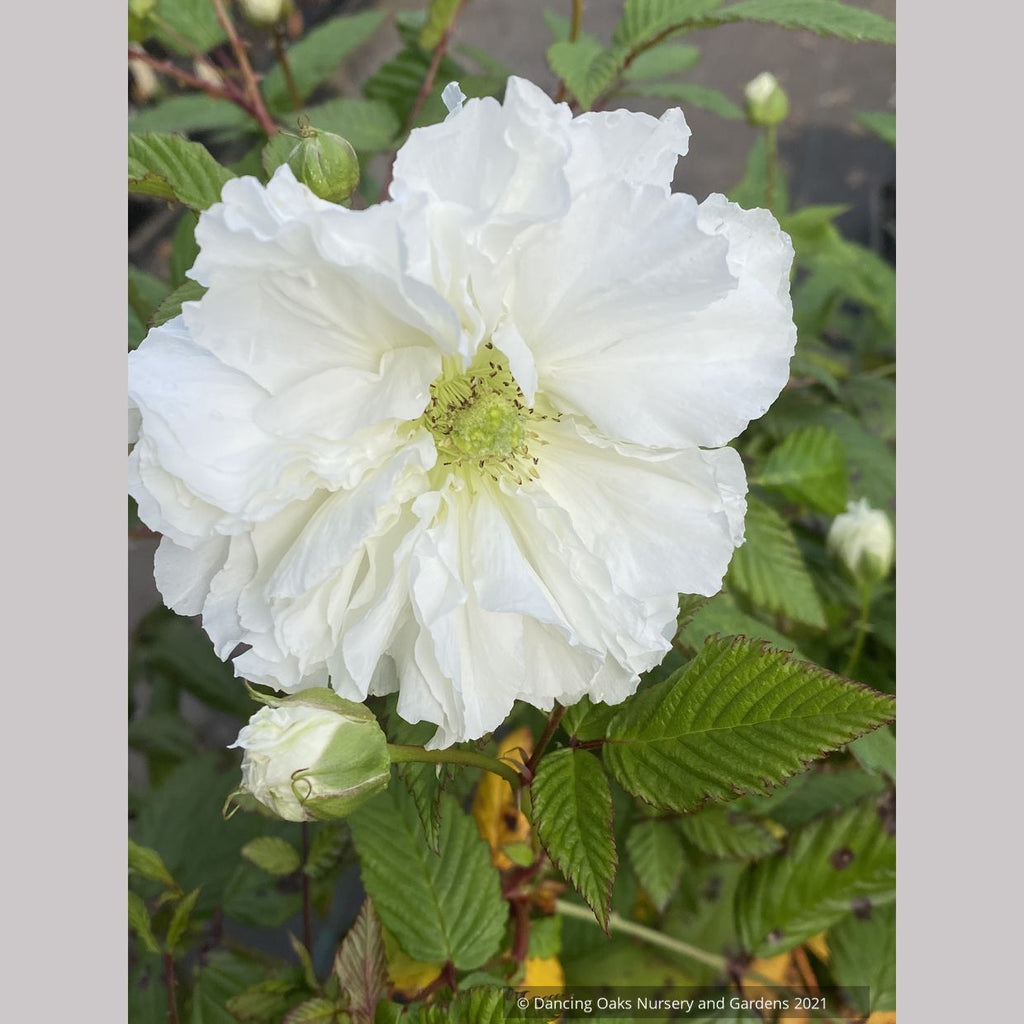Rubus rosifolius var. coronarius, Double Roseleaf Raspberry – Dancing ...