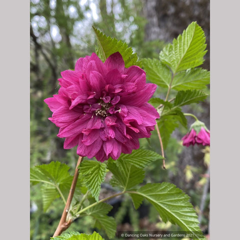 Shrubs ~ Rubus spectabilis 'Olympic Double' aka 'Flore Pleno', Double Salmon Berry ~ Dancing Oaks Nursery and Gardens ~ Retail Nursery ~ Mail Order Nursery