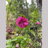 Shrubs ~ Rubus spectabilis 'Olympic Double' aka 'Flore Pleno', Double Salmon Berry ~ Dancing Oaks Nursery and Gardens ~ Retail Nursery ~ Mail Order Nursery