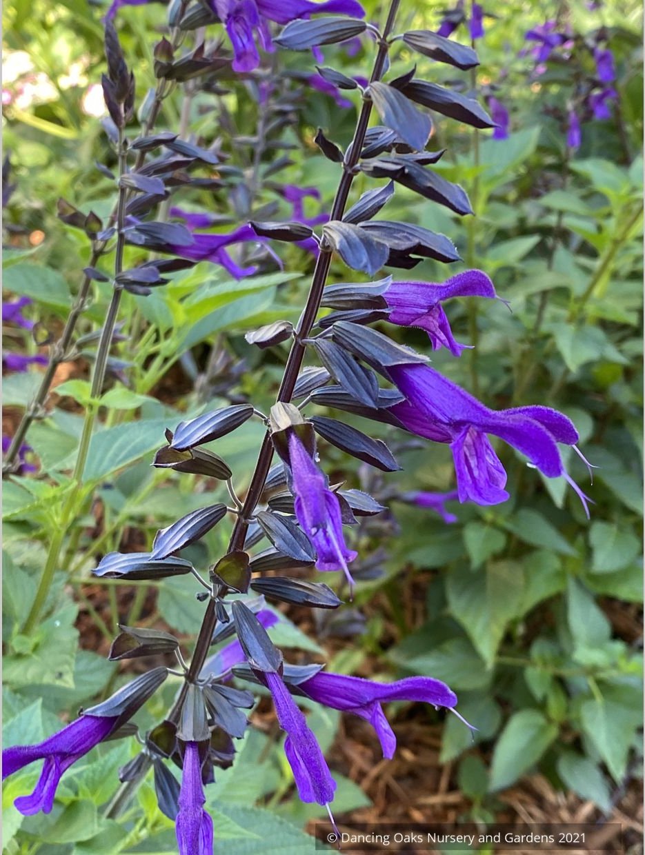 Perennials ~ Salvia x 'Amistad' PP23578, Friendship Sage ~ Dancing Oaks Nursery and Gardens ~ Retail Nursery ~ Mail Order Nursery