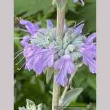 Salvia apiana x clevelandii 'Vicki Romo', White Sage