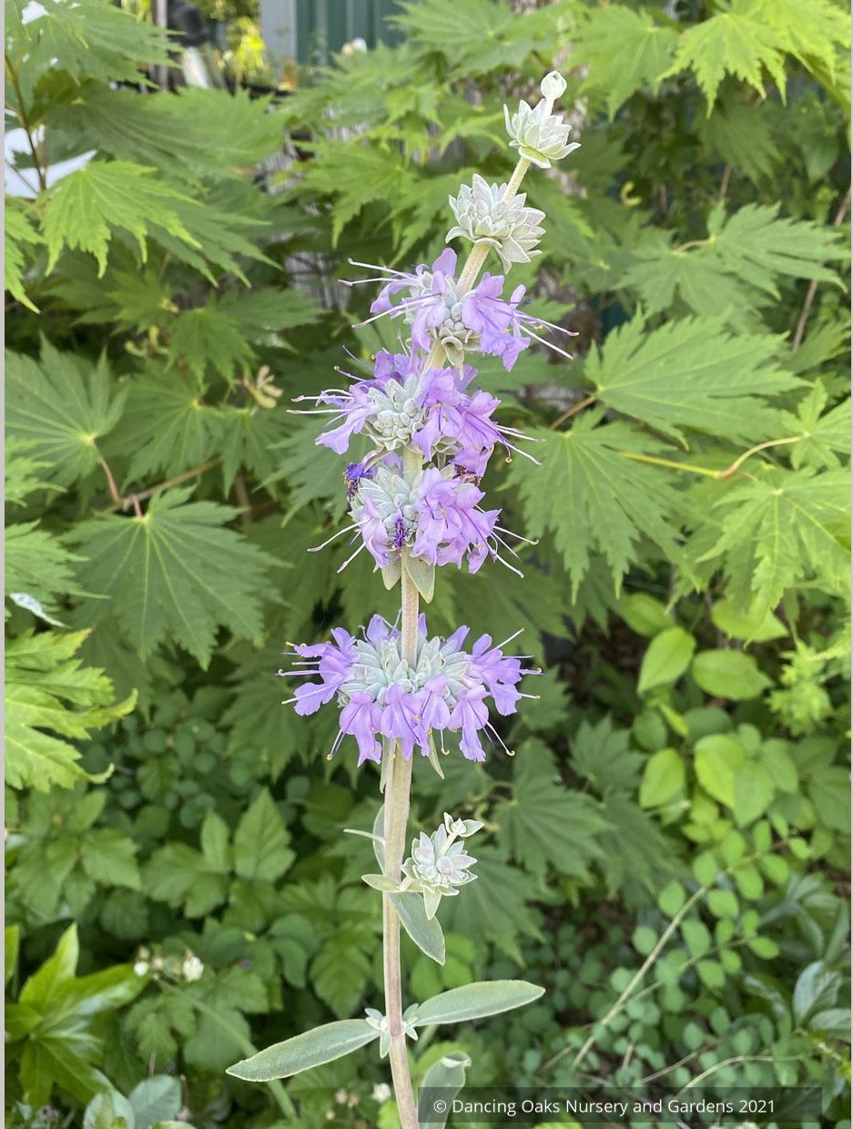 Salvia apiana x clevelandii 'Vicki Romo', White Sage