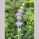 Salvia apiana x clevelandii 'Vicki Romo', White Sage