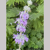 Salvia apiana x clevelandii 'Vicki Romo', White Sage