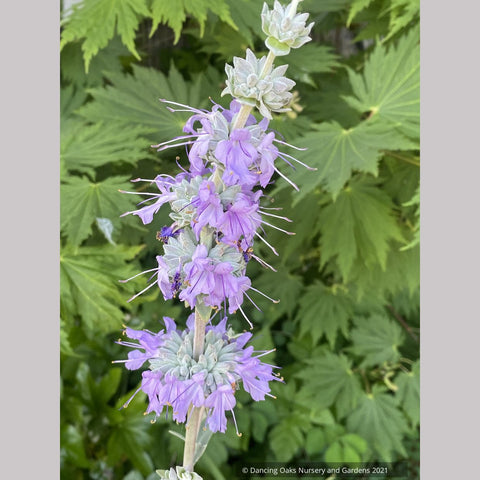 Salvia apiana x clevelandii 'Vicki Romo', White Sage