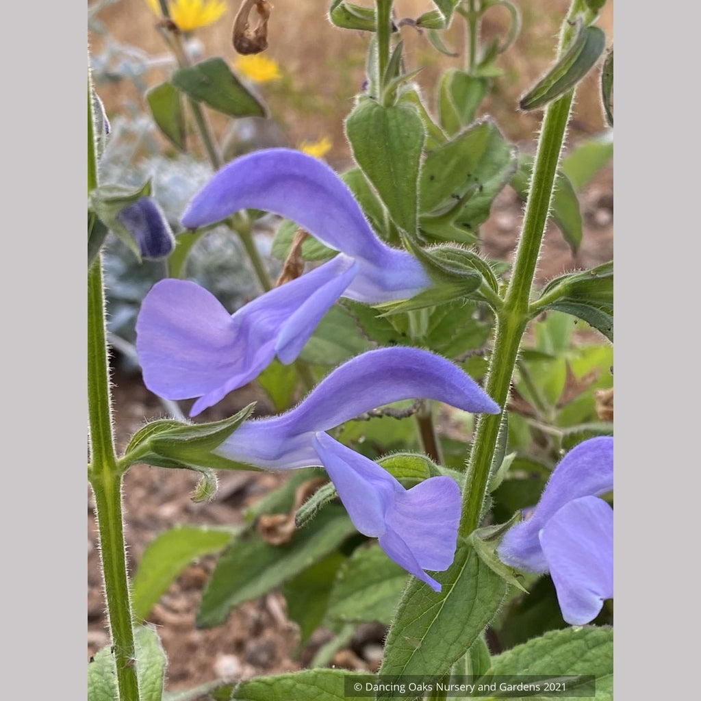 is salvia plant lavender Salvia patens 'Lavender Lady', Gentian Sage
