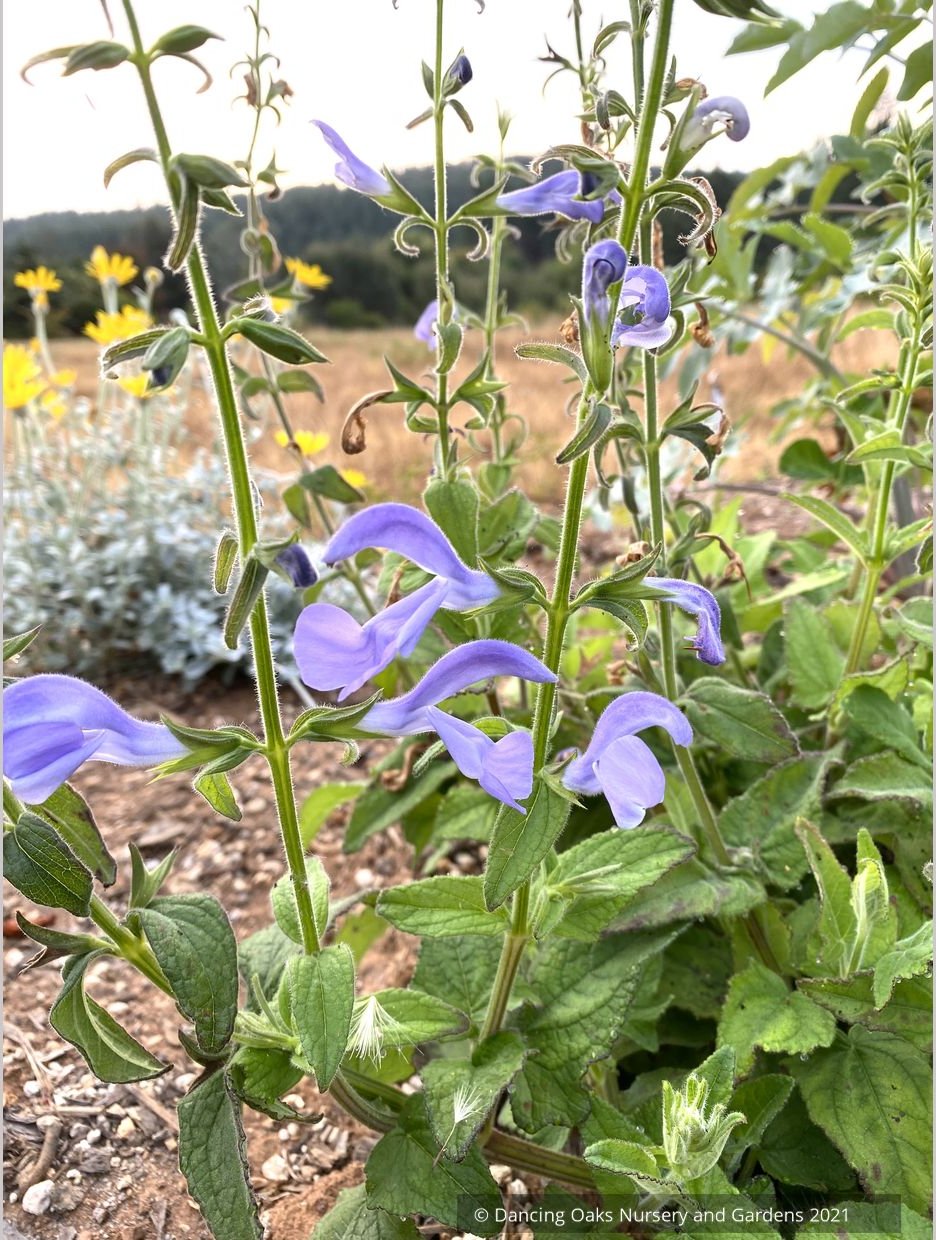 Salvia patens 'Lavender Lady', Gentian Sage