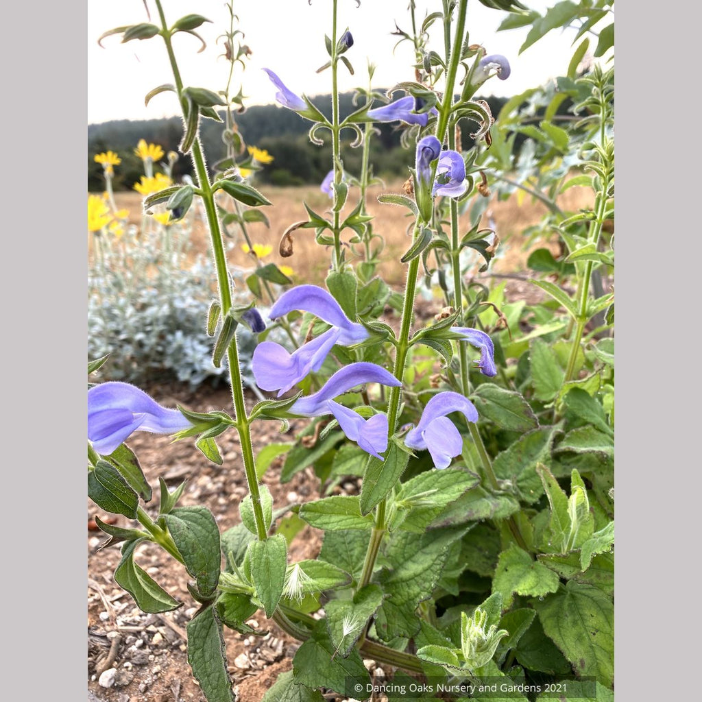 is salvia plant lavender Salvia patens 'Lavender Lady', Gentian Sage – Dancing Oaks Nursery and  Gardens