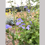 Salvia patens 'Lavender Lady', Gentian Sage